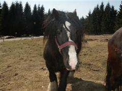 Pferd im Bayerischen Wald