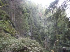 Bäume im Nationalpark Bayerischerwald
